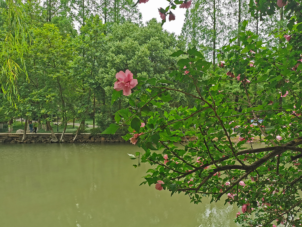 水边盛开的木槿花 水边盛开的木槿花