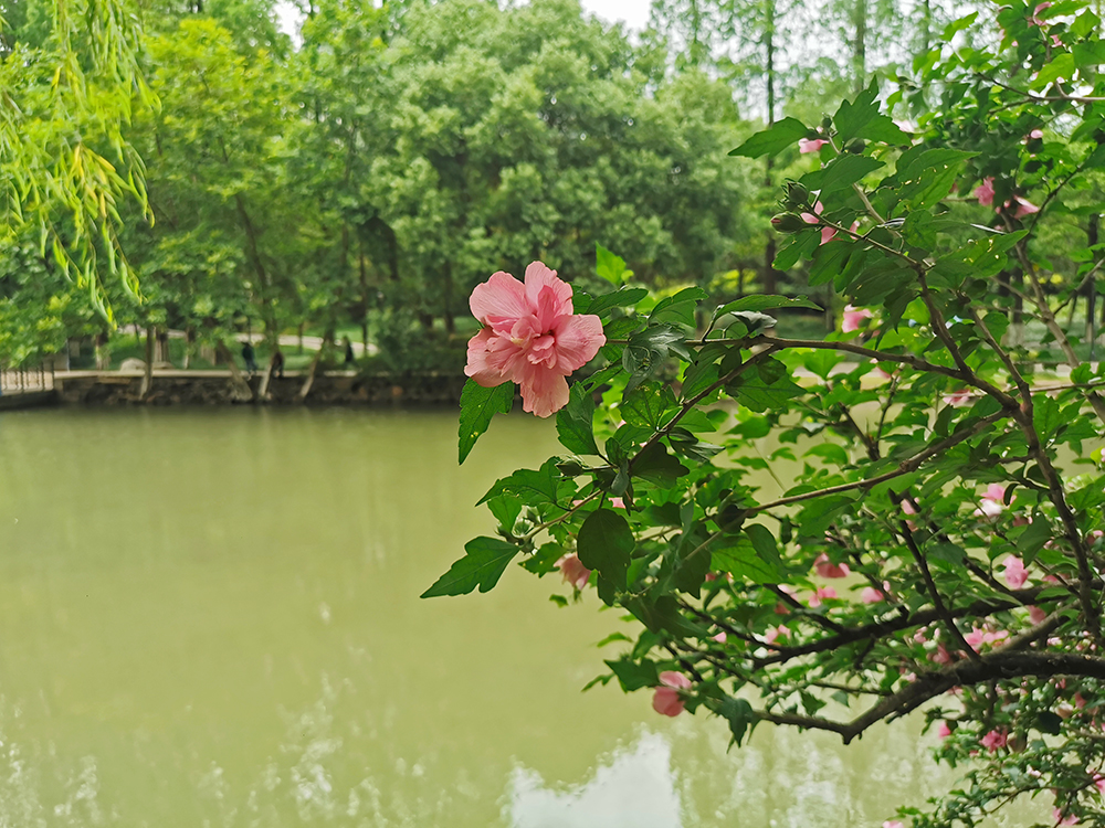 水边盛开的木槿花 水边盛开的木槿花