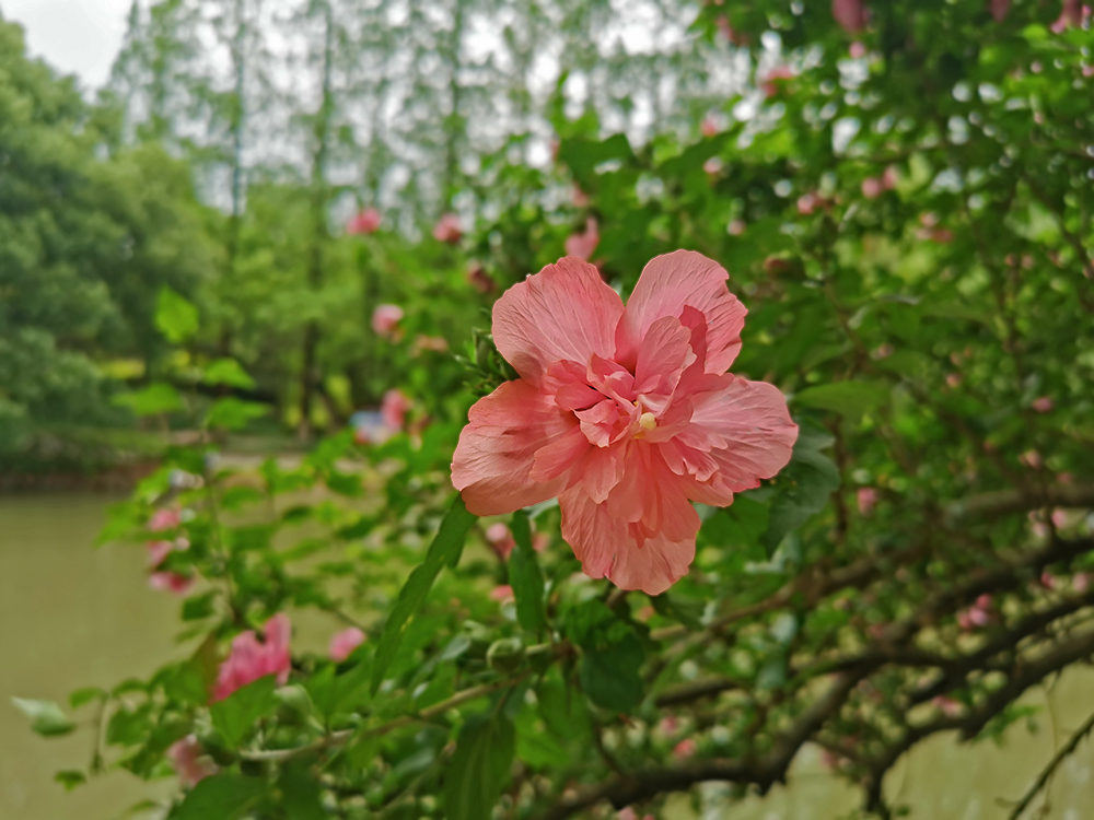 水边盛开的木槿花 水边盛开的木槿花