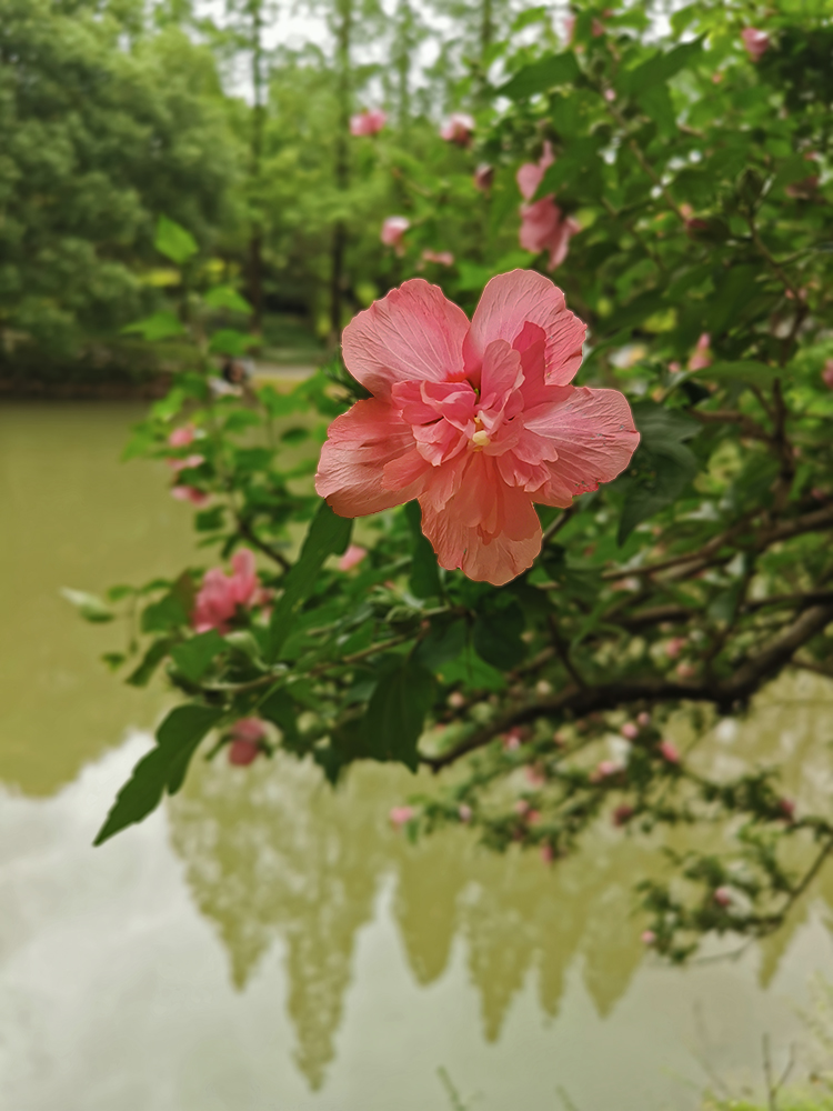 水边盛开的木槿花 水边盛开的木槿花