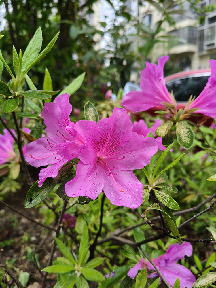 春雨后的随拍 春雨后的随拍