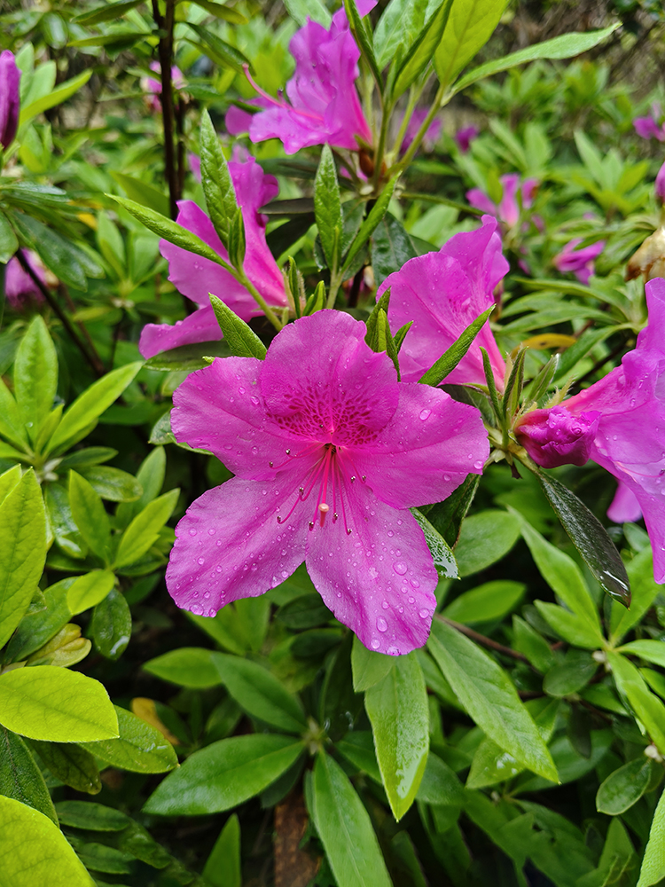 春雨后的随拍 春雨后的随拍