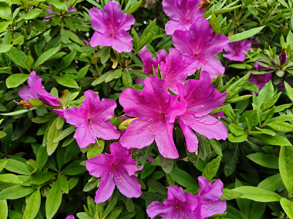 春雨后的随拍 春雨后的随拍