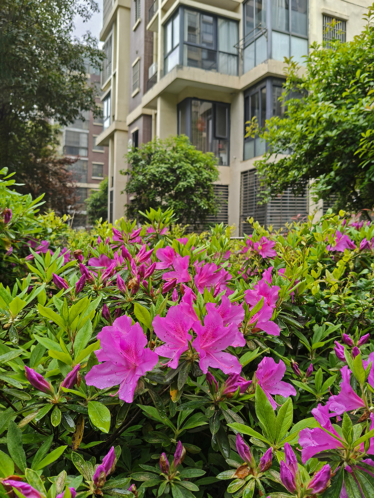 春雨后的随拍 春雨后的随拍